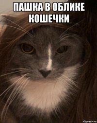 пашка в облике кошечки 
