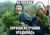 петровна! хороша петрушка уродилась