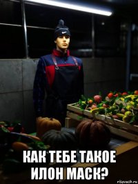 как тебе такое илон маск?