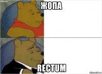 жопа rectum