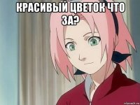 красивый цветок что за? 