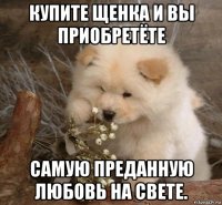 купите щенка и вы приобретёте самую преданную любовь на свете.