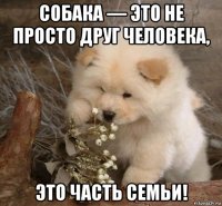 собака — это не просто друг человека, это часть семьи!
