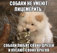 собаки не умеют лицемерить. собаки любят своих друзей и кусают своих врагов