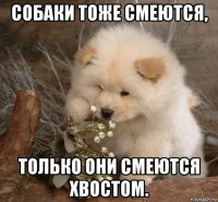 собаки тоже смеются, только они смеются хвостом.