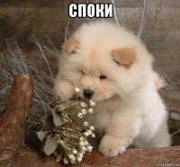 споки 