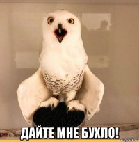  дайте мне бухло!