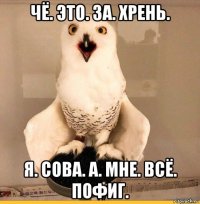 чё. это. за. хрень. я. сова. а. мне. всё. пофиг.
