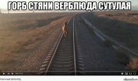 горб стяни верблюда сутулая 
