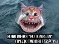  компания ‘’котоакула‘’ представляет