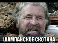  шампанское скотина