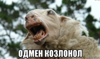  одмен козлонол