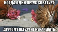 когда один петух советует другому петуху не кукарекать