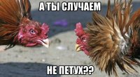 а ты случаем не петух??