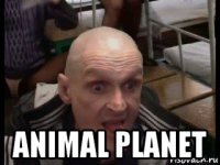  animal planet