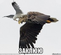  заклюю