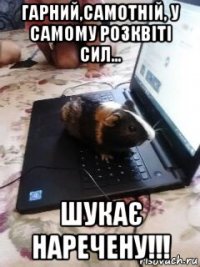 гарний,самотній, у самому розквіті сил... шукає наречену!!!