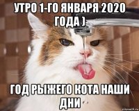 утро 1-го января 2020 года ) год рыжего кота наши дни