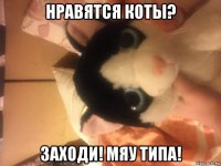нравятся коты? заходи! мяу типа!
