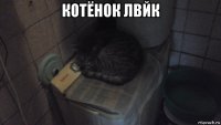 котёнок лвйк 