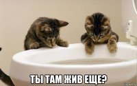  ты там жив еще?
