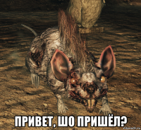  привет, шо пришёл?