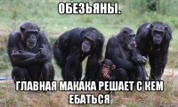 обезьяны. главная макака решает с кем ебаться