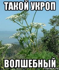 такой укроп волшебный