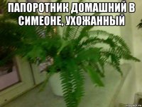 папоротник домашний в симеоне, ухожанный 
