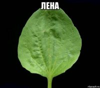 лена 