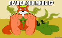 правда они милые? 