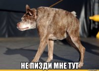  не пизди мне тут
