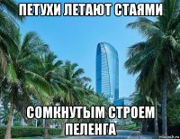 петухи летают стаями сомкнутым строем пеленга