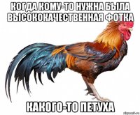 когда кому-то нужна была высококачественная фотка какого-то петуха