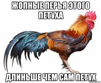 жопные перья этого петуха длиньше чем сам петух