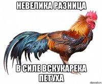 невелика разница в силе вскукарека петуха