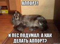 аппорт! и пес подумал: а как делать аппорт?