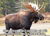  самец оленя может занимать до трёх парковочных мест одновременно.