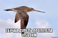  ебучая дупель пролетела 11500км