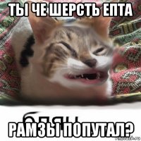 ты че шерсть епта рамзы попутал?