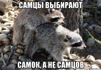 самцы выбирают самок, а не самцов