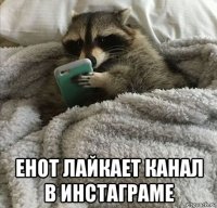  енот лайкает канал в инстаграме