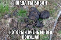 когда ты бизон который очень много покушал