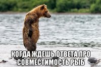  когда ждешь ответа про совместимость рыб