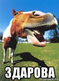  здарова