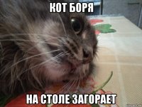 кот боря на столе загорает