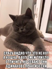  сразу видно что это не кот а кошка, а вот змей тяжело отличить.,но зевают они одинаково практически