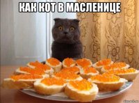как кот в масленице 