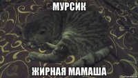мурсик жирная мамаша