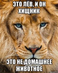 это лёв, и он хищник это не домашнее животное